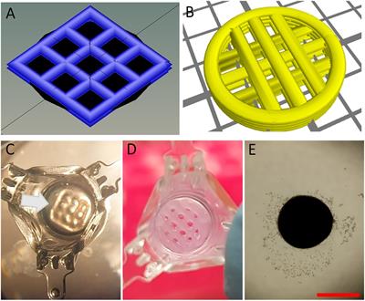 Long-Term Maintenance and Meiotic Entry of Early Germ Cells in Murine Testicular Organoids Functionalized by 3D Printed Scaffolds and Air-Medium Interface Cultivation